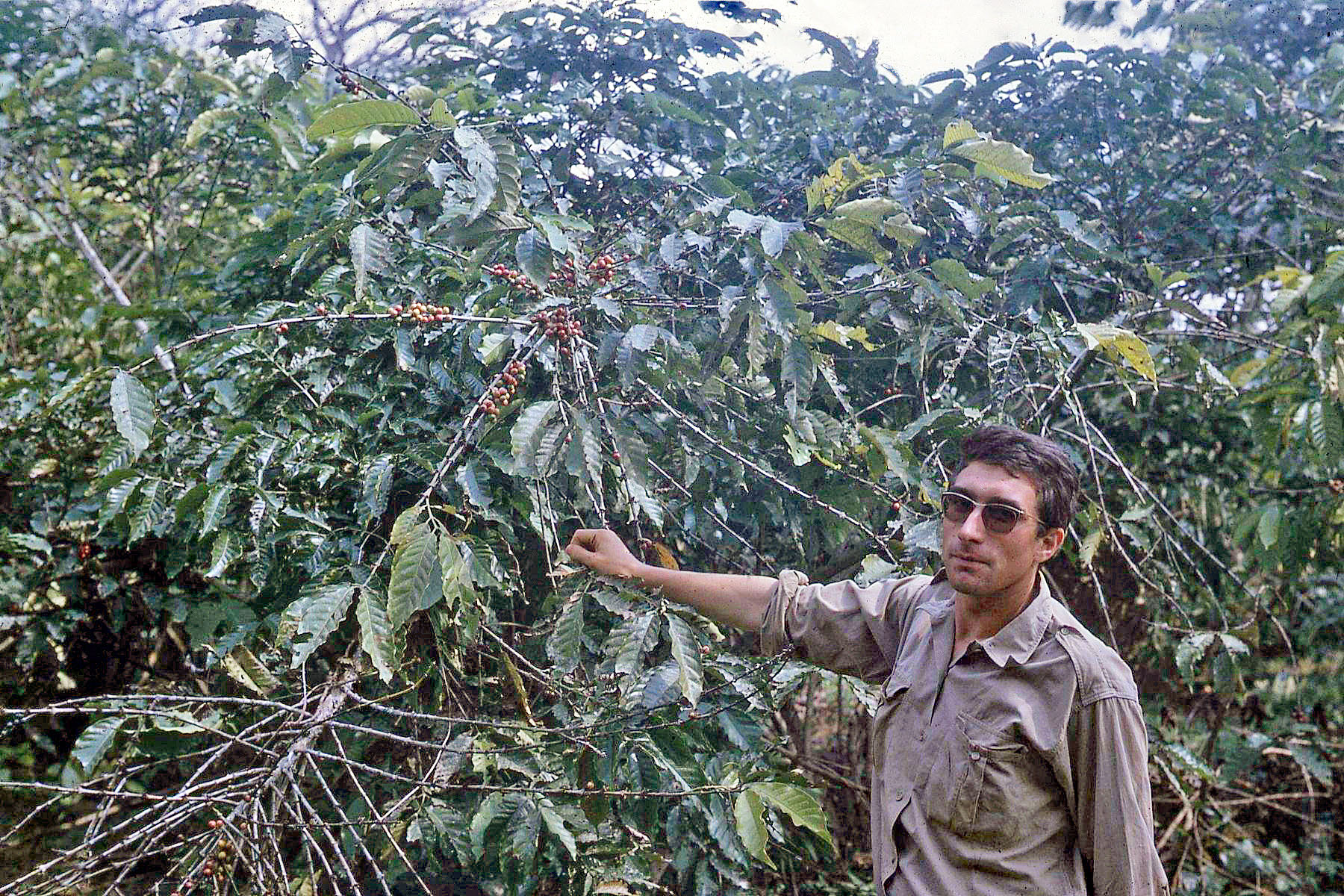 Georges Raymond en compagnie d'un caféier, en 1964 1964 Collègues Côte d'Ivoire 8