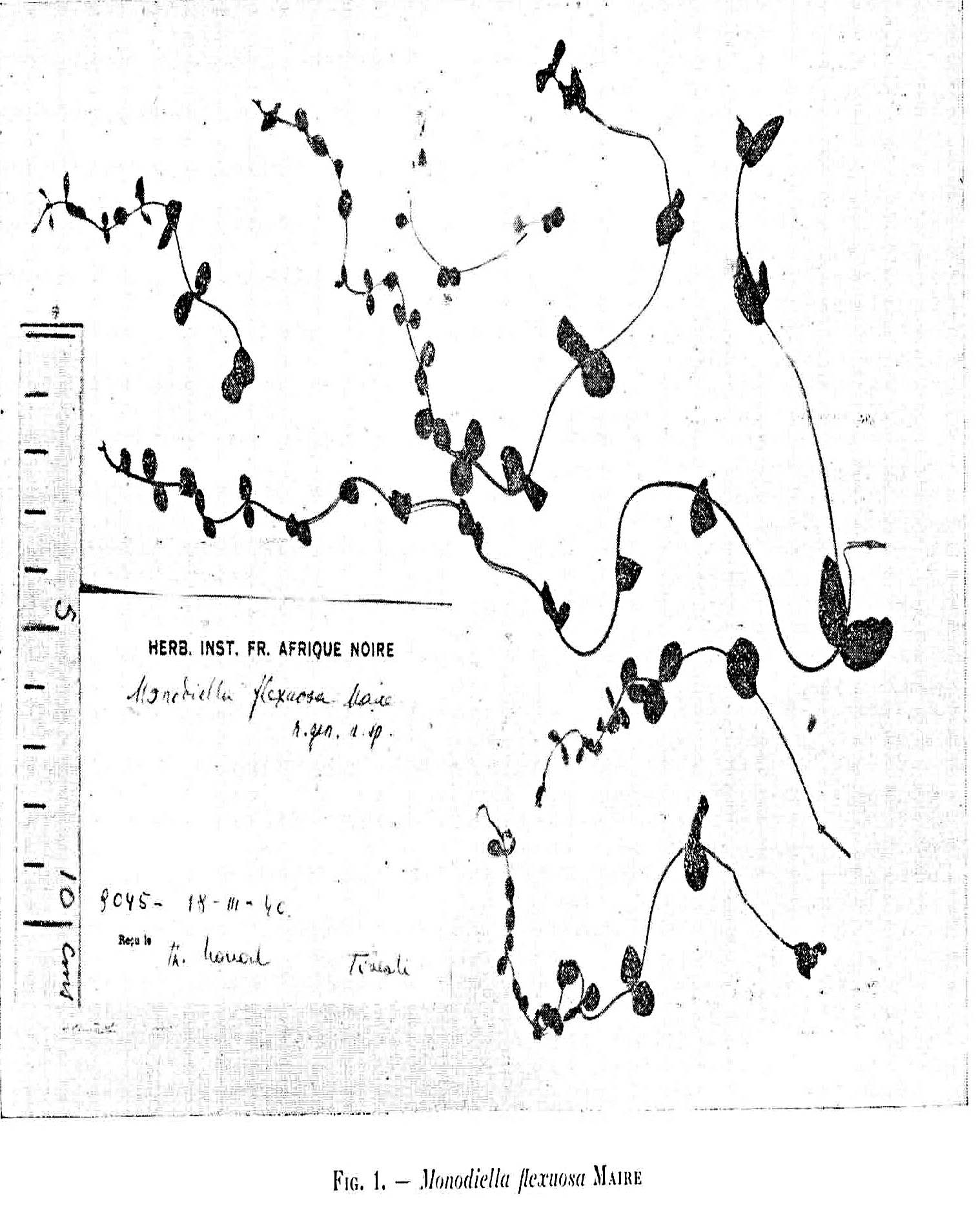 Monodiella